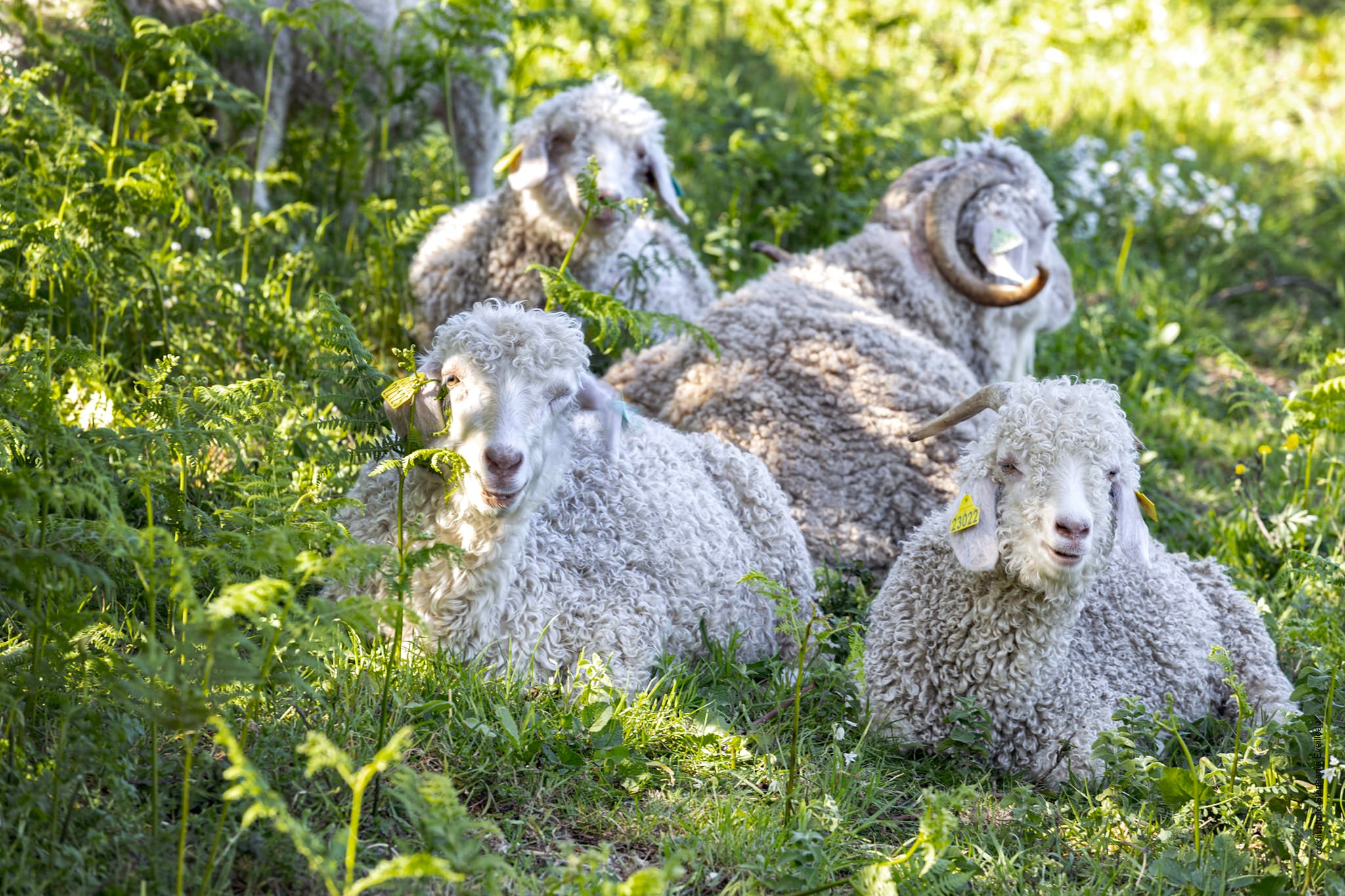 Rencontre de chèvres angora & Production de laine